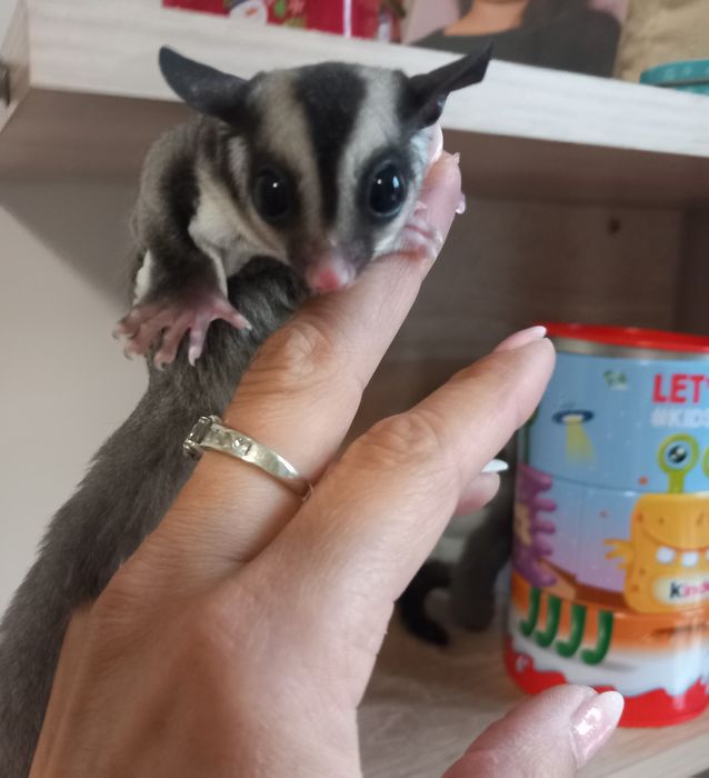 Захарна катеричка