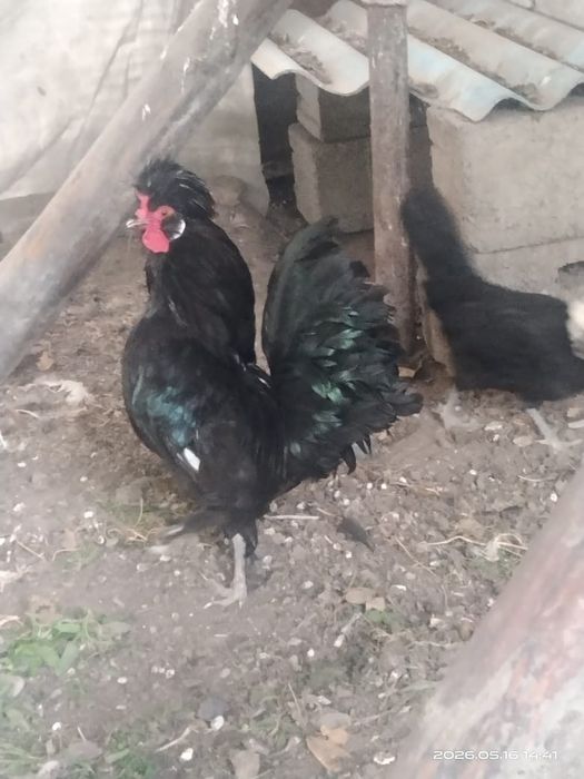 Продаются цыплята