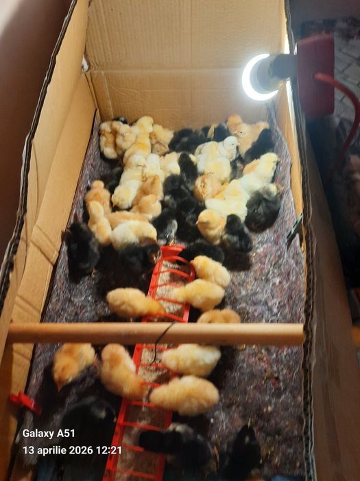 Vind pui Brahms Australorp și de taŕa