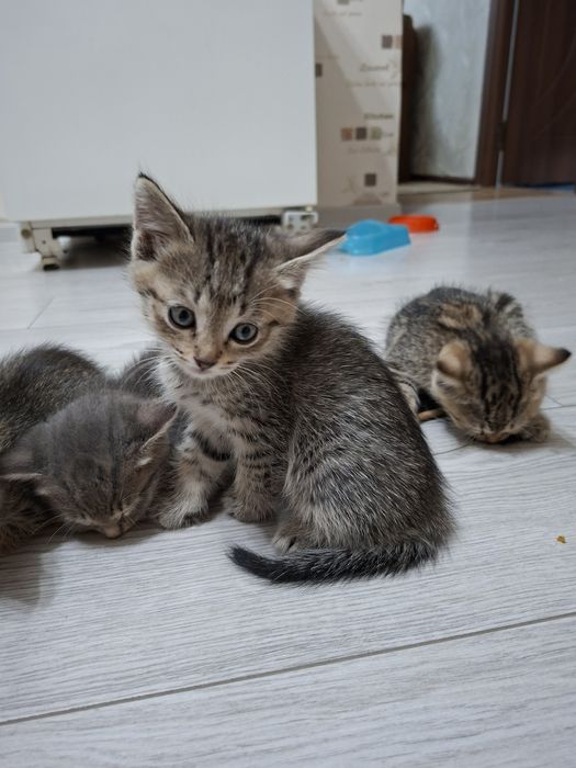Милые котята даром