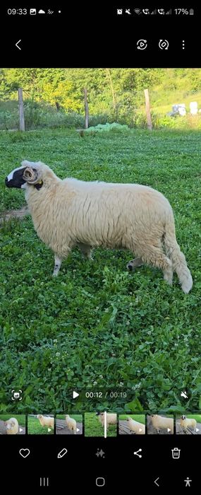 Berbeci Mior Brezi