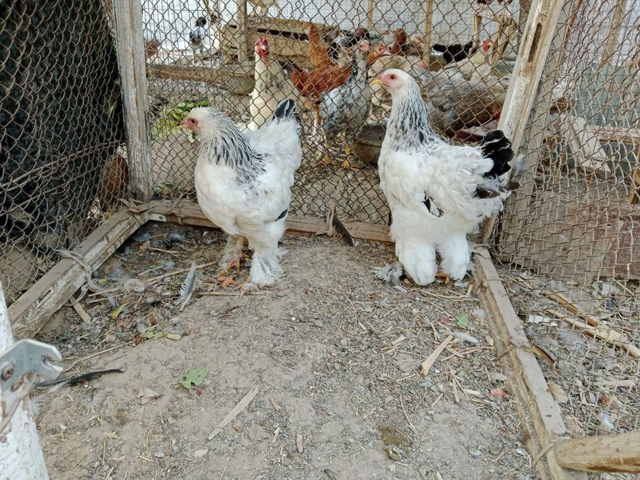 Brama tovuqlar sotiladi