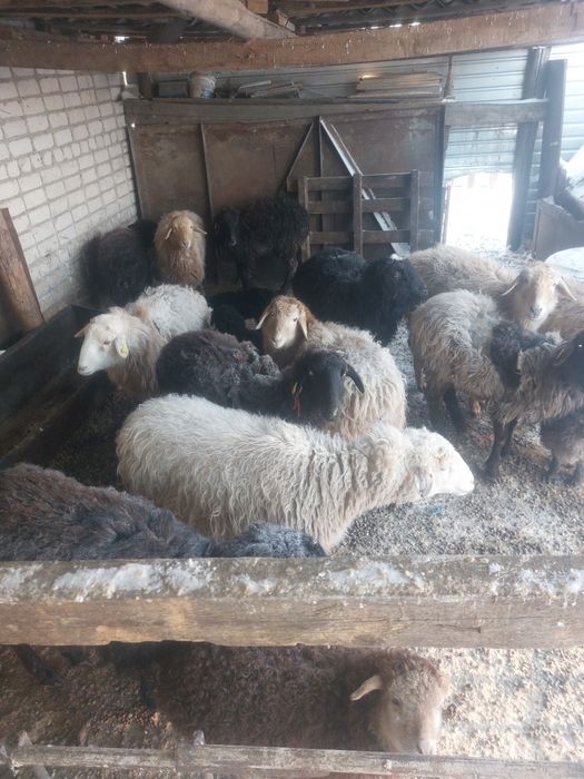 Продам баран и овцы