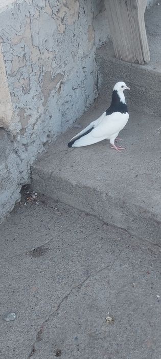 Чернашейка маладой самка