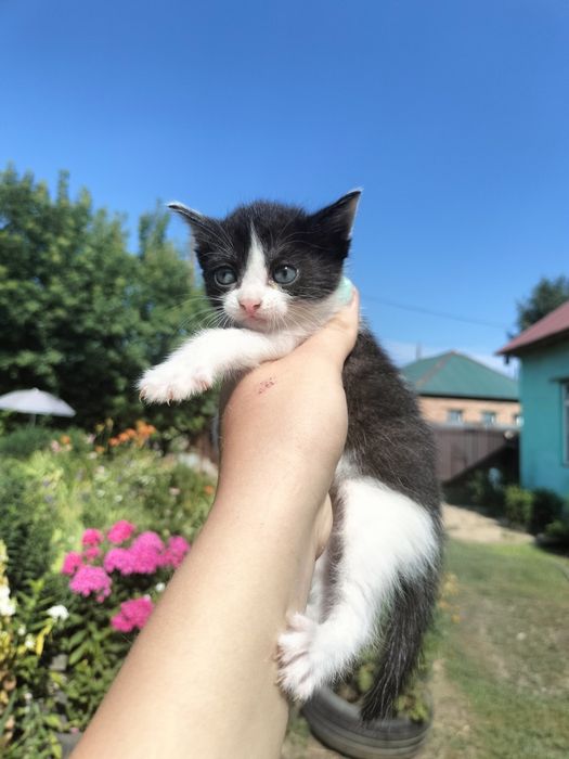 Отдам котят срочно в добрые руки