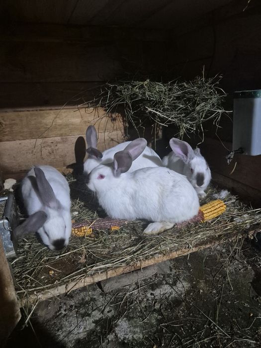 Iepurași de vânzare