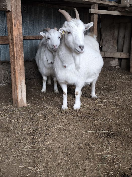 Орыс Ешкілер сатылады
