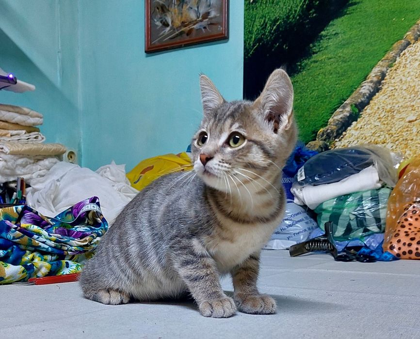 Котёнок  (мальчик) 3 месяца