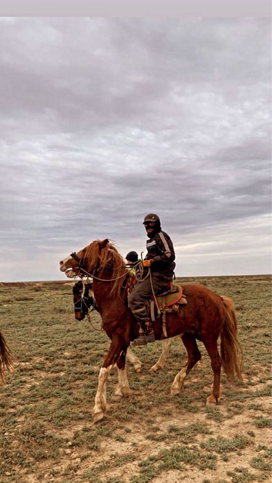 Айгыр.Бие сатылады?
