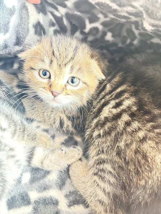 Вислоухие котята