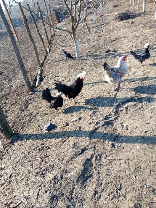 Vând oua pentru incubat Motata Olandeza