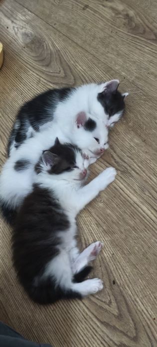 Отдам котят в добрые руки