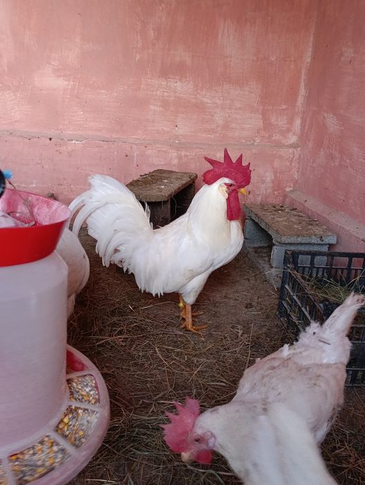 Ouă incubat leghorn alb
