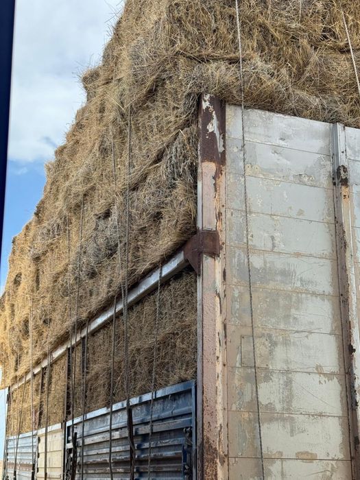 сабан шөп сатылады