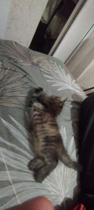Отдам котёнка в добрые руки