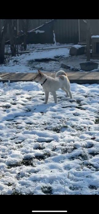 Екы лайка сатылад