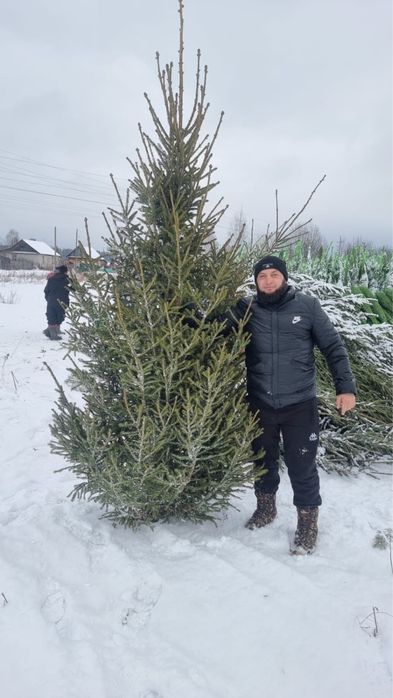 Елки новогодние