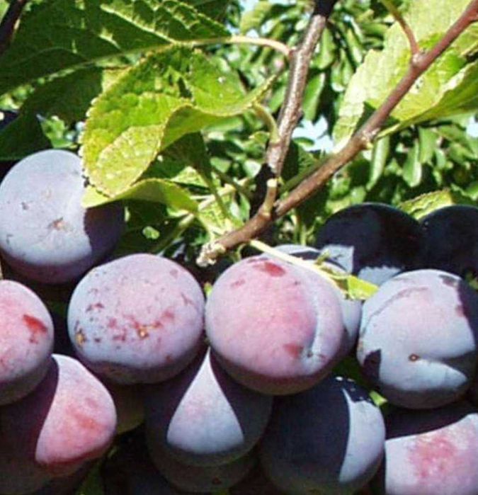 Vand prune pentru tuica