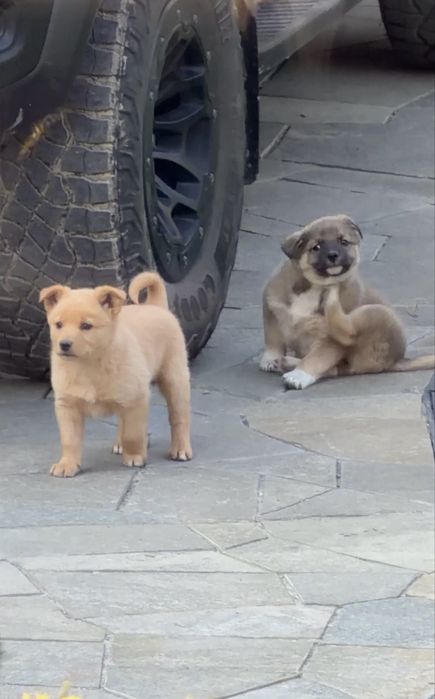 Отдам щенков дворняжки