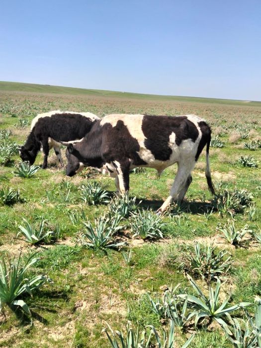 Бұқа лар бар сатылатын