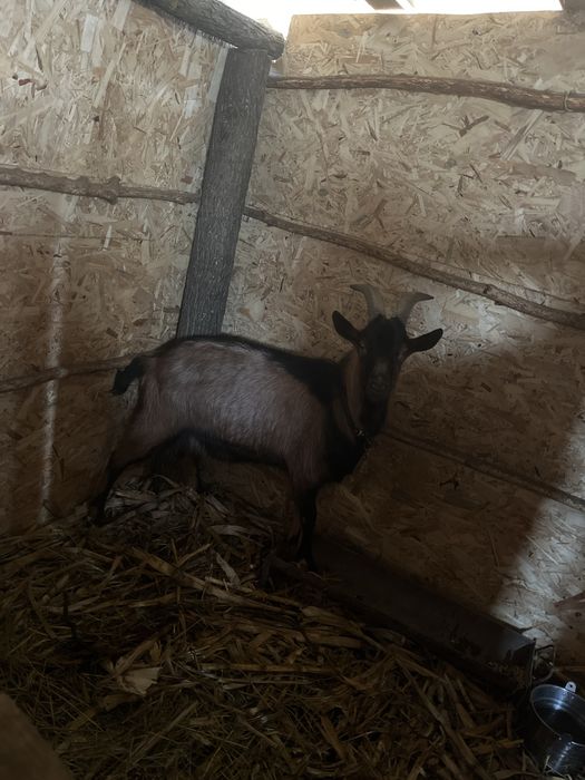 Vând țap Alpin FRANCEZ, varsta 1 an si 2 luni