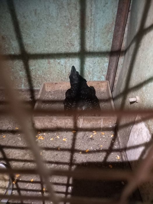 Xoʻroz Yapon uyda boqlgan