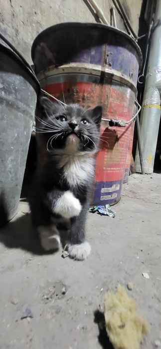 Котята в добрые руки !