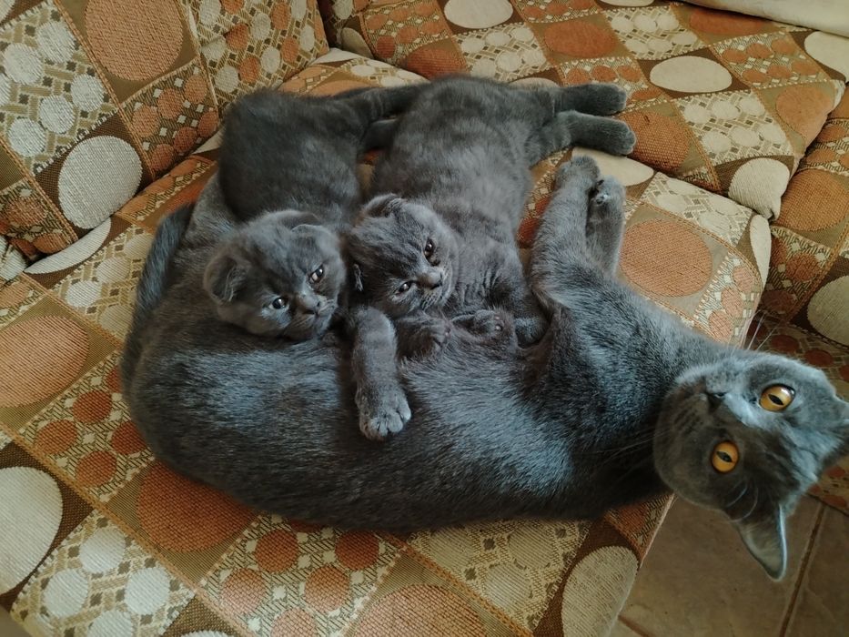 Шотландски Котета