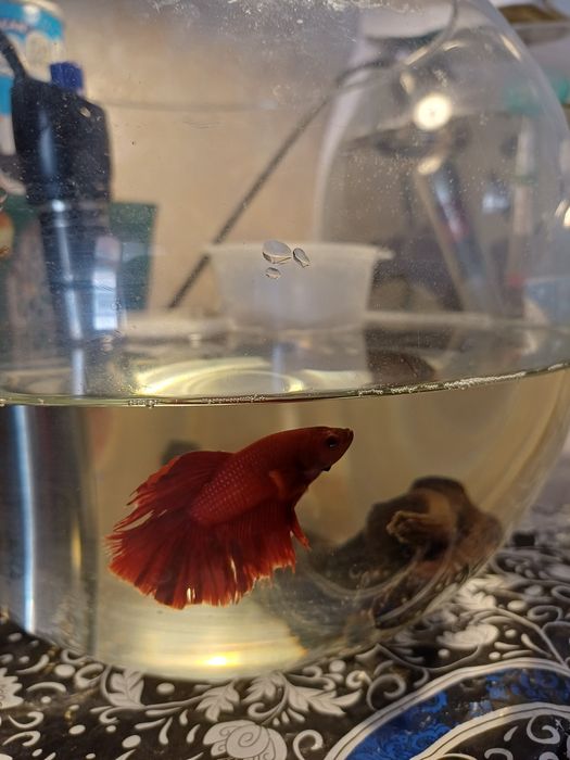 Рыбка петушок самец