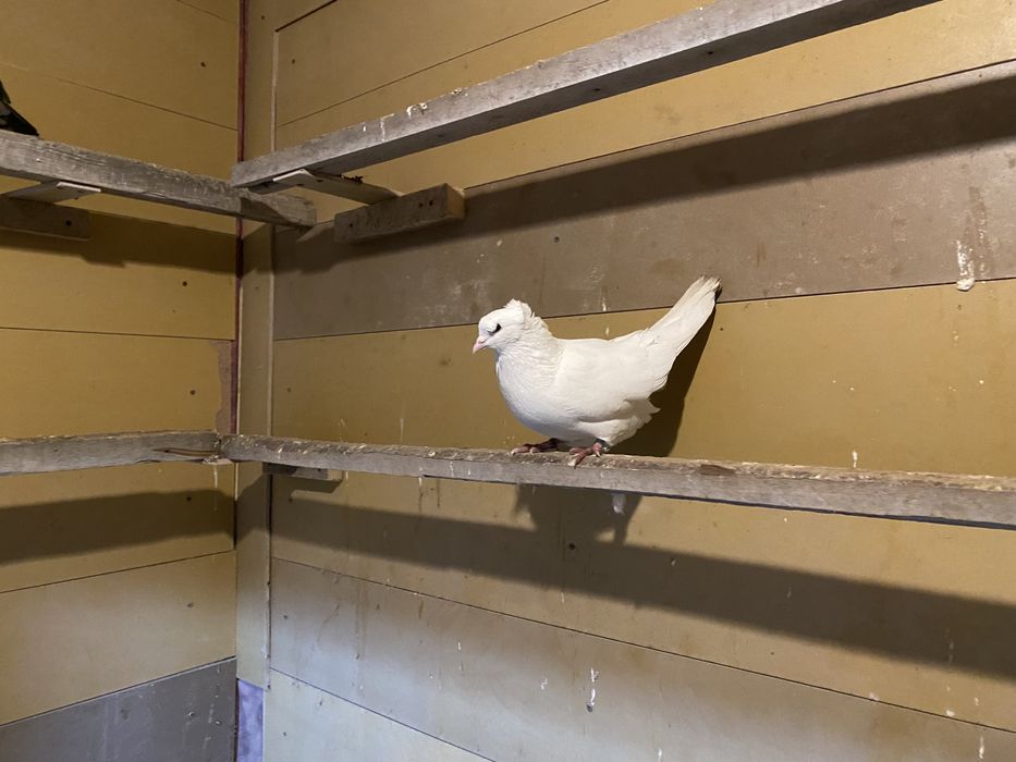 Голуби чернохвостые и бровястые