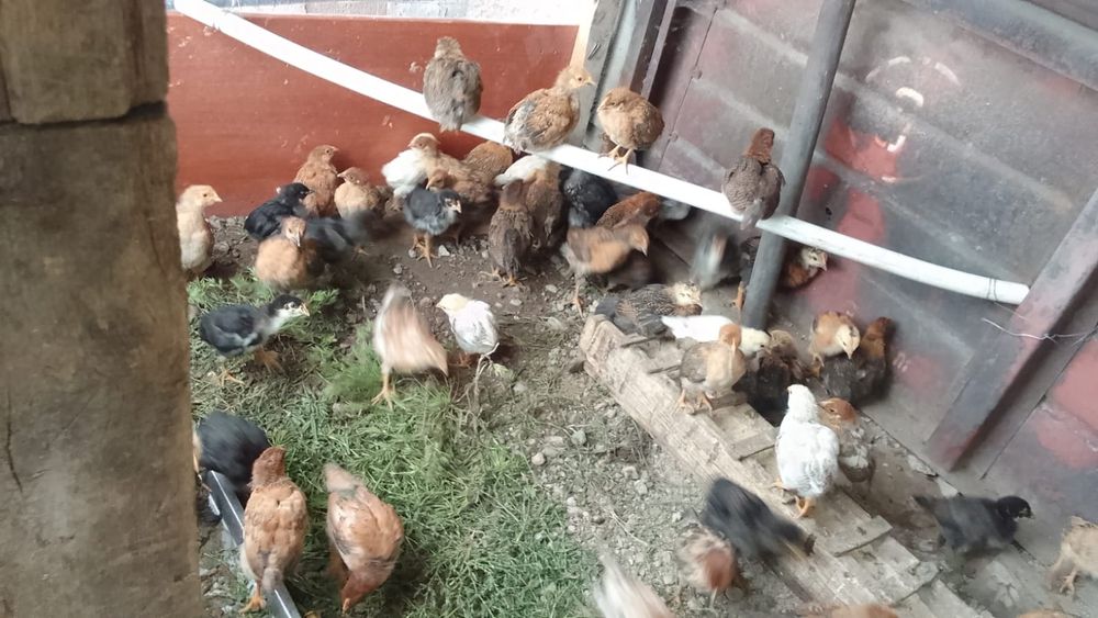 Продам цыплят домашних