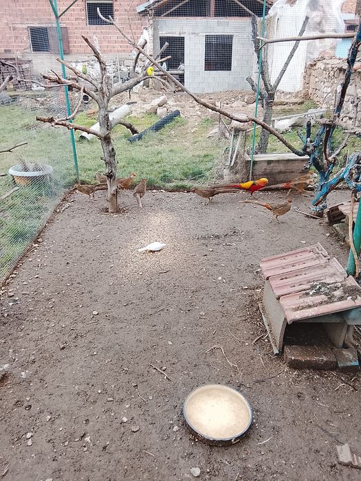 Продавам Гривеци и Червено златни фазани