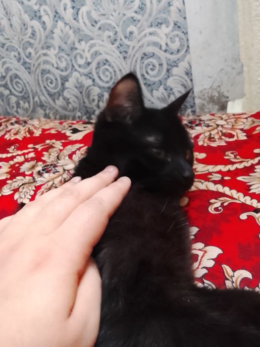 Отдам в хорошие руки!