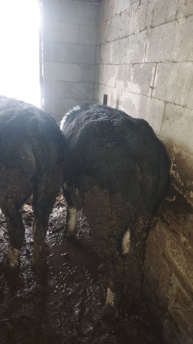 Бұқалар сатылады