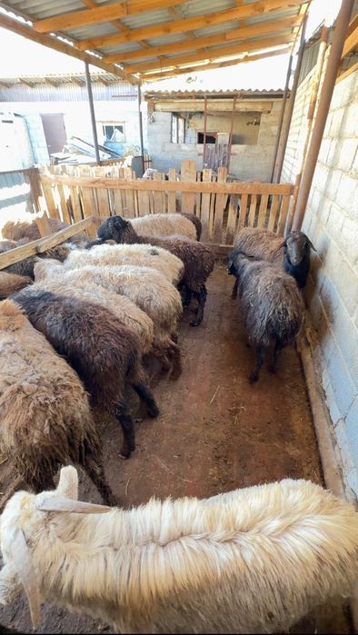 Буаз Қойлар бар саудасымен