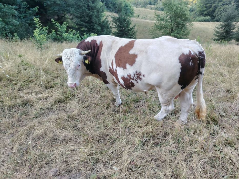 Vand taur baltata romaneasca