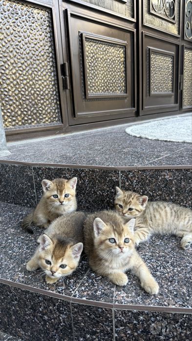 Породистые котята золотая шиншила