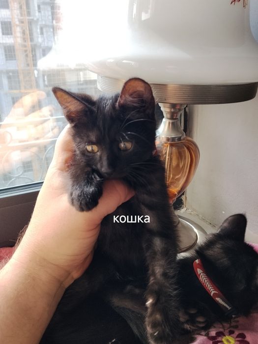 Котята. Мейн кун