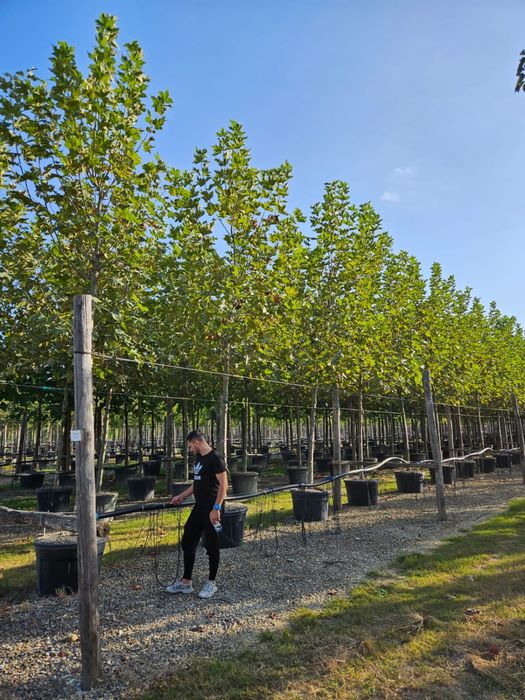 Platan ( toate dimensiunile )