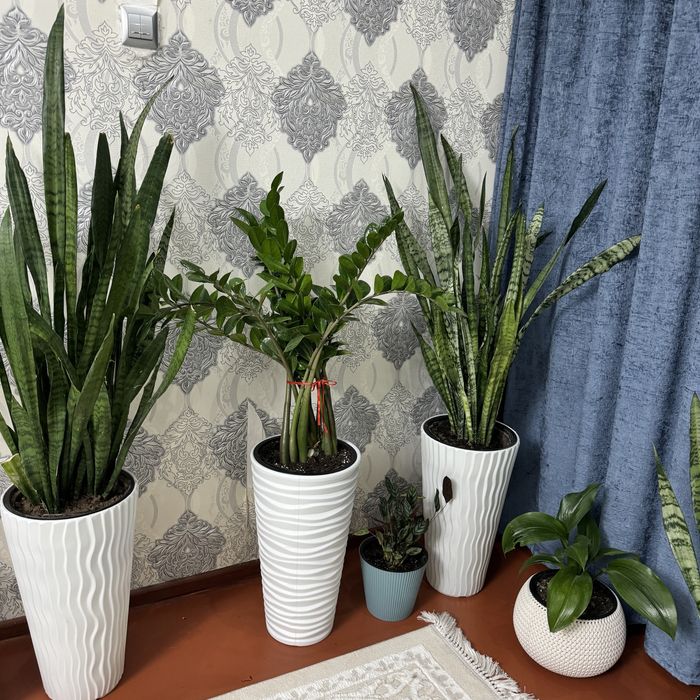 Комнатные цветы для офиса