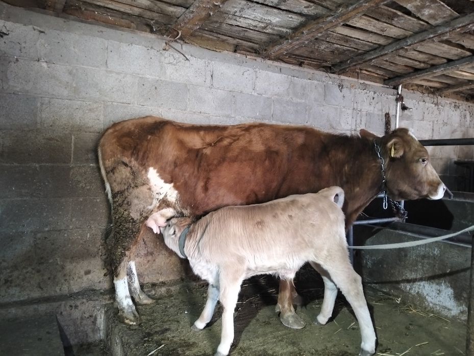Продам корову с телёнком