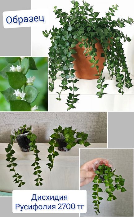 Аглаонема комнатные цветы