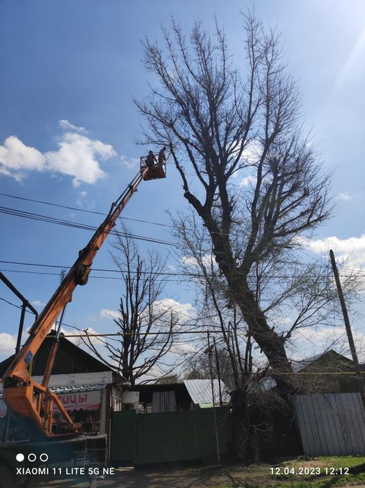Спил. Пилим деревя