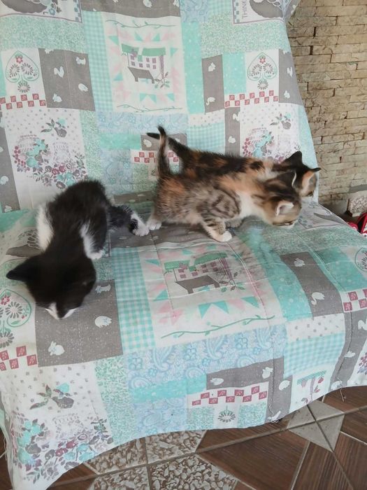 Adoptii pui pisica