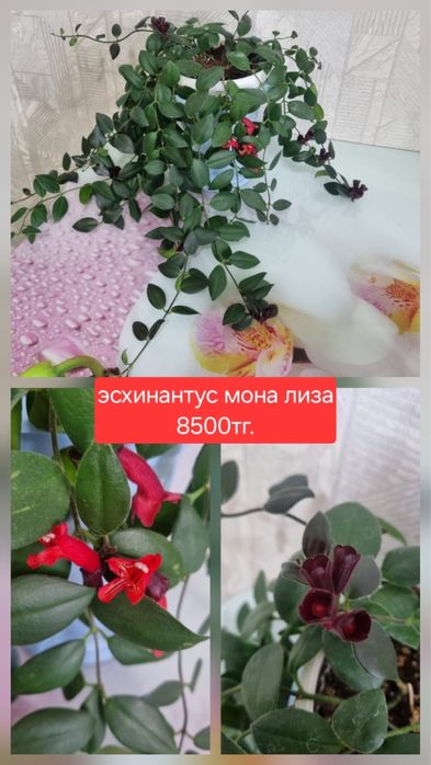 Продам домашние растения эсхинантус, орхидея, алоэ вера