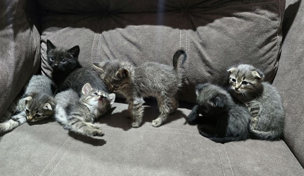 Котята шотландцы.