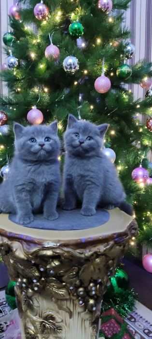 Продаются Шотладские котята