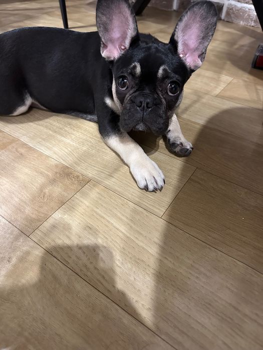 Френски булдог – 5 месеца – женско