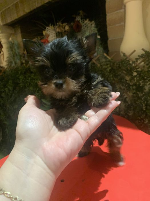 Yorkshire. Terrier fetita
