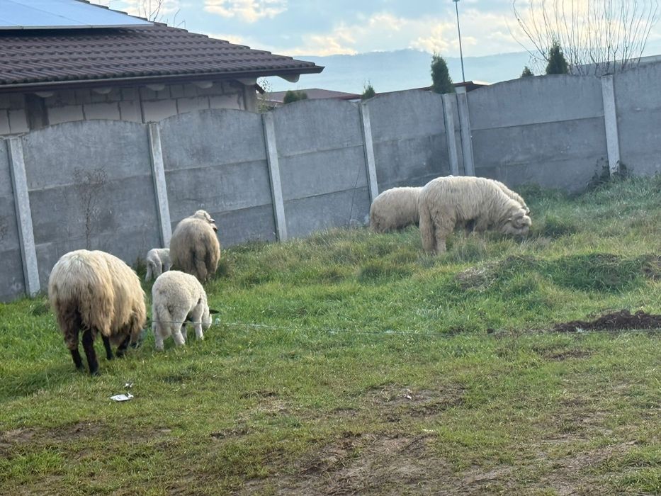 Oii Miei Berbeci de vînzare